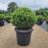 Ilex cren. 'Dark Green'®