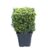 Ilex cren. 'Dark Green'®