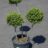 Ilex cren. 'Dark Green'®