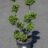 Ilex cren. 'Dark Green'®