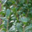 Ilex cren. 'Fastigiata'