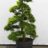 Ilex cren. 'Kin-me'