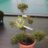 Ilex cren. 'Kin-me'