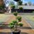 Ilex cren. 'Mutchagara'