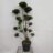 Ilex cren. 'Mutchagara'