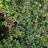 Ilex aquifolium