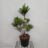 Ilex 'Impala'®