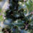 Ilex meserveae 'Blue Angel'