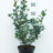 Ilex meserveae 'Heckenfee'®