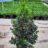 Ilex meserveae 'Heckenfee'®