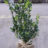 Ilex meserveae 'Heckenfee'®