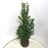 Ilex meserveae 'Heckenfee'®