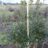 Ilex meserveae 'Heckenfee'®