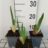 Iris (germ.) 'Constant Wattez'