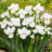 Iris sib. 'Not Quite White'