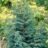 Juniperus chin. 'Blue Alps'