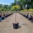 Juniperus comm. 'Gold Schatz'