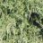 Juniperus comm. 'Repanda'