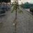 Juglans regia 'Franquette'