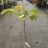 Juglans regia 'Franquette'