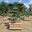Juniperus virg. 'Hetzii'