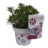 Kalmia lat. 'Starlike'® mix
