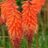 Kniphofia hybr. 'Alcazar'