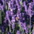 Lavandula ang. 'Hidcote'