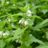 Lamium album