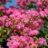 Lagerstroemia indica