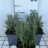 Lavandula int. 'Provence'