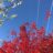 Lagerstroemia hybr. 'Natchez'