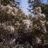 Lagerstroemia hybr. 'Natchez'
