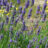 Lavandula int. 'Grosso'