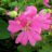 Lavatera hybr. 'Burgundy Wine'