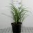 Liriope musc. 'Big Blue'