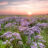 Limonium vulgare