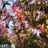 Liquidambar styr. 'Worplesdon'