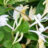 Lonicera jap. 'Hall's Prolific'