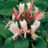 Lonicera jap. 'Red World'