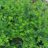 Lonicera nit. 'Maigruen'
