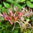 Lonicera pericl. 'Belgica'