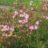 Lychnis flos-cuculi 'Petite Jenny'