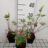 Lupinus hybr. 'Gallery Mix'