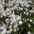 Lychnis flos-cuculi 'Petit Henri'
