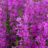 Lythrum sal. 'Dropmore Purple'