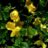 Lysimachia nummularia