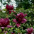 Magnolia hybr. 'Genie'®