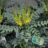 Mahonia x media 'Charity'