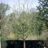 Malus sylvestris (wilde appel/pommier sauvage)